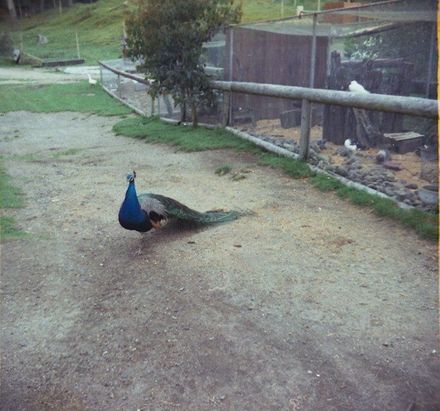 Kingsbury Collection - November 1981 - Taupo etc. - Resource cover image