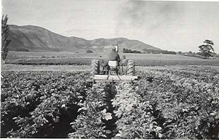 Cultivation of potato crop