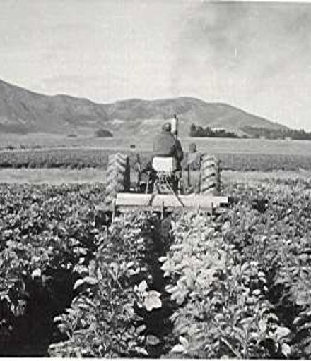 Cultivation of potato crop