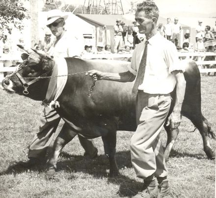 Supreme Champion bull at the 1968 Horowhenua Show