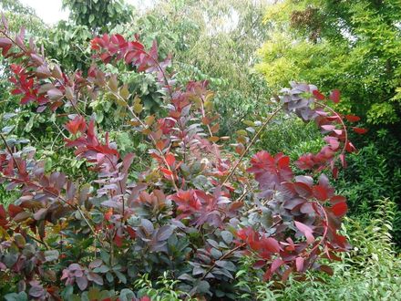 Purple-red leaves in Garden 7