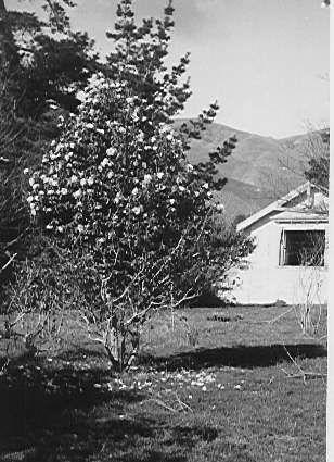 Former site of Nga Tawa School for Girls, Shannon