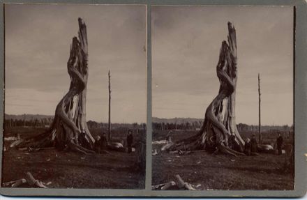 Old Rata stump, Shannon, 1901