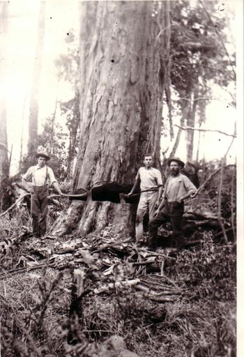 Mr Osborne & Mr Taylor felling giant tree (totara or rimu), Shannon, 1902