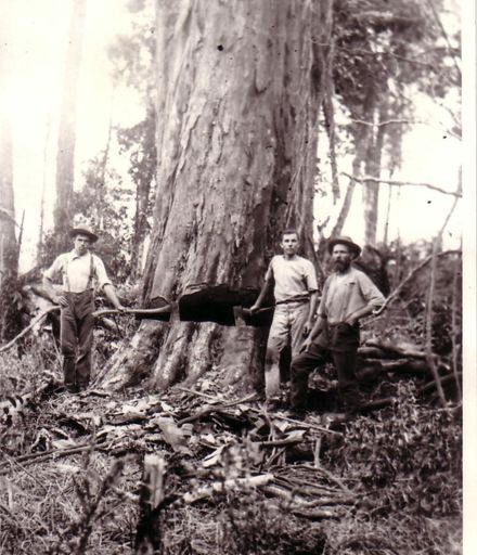 Mr Osborne & Mr Taylor felling giant tree (totara or rimu), Shannon, 1902