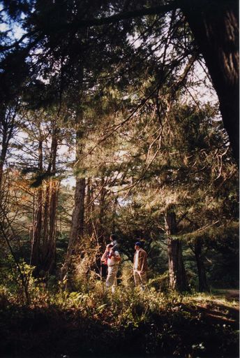 Pine Tree Grove, Gladstone Road Reserve