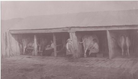 Early milking shed with cows being hand-milked, early 1900's ?
