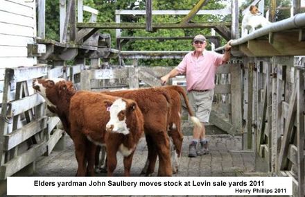 Elders yardman , John Saulbery moves stock into the Levin sale yards 2011 - Resource cover image