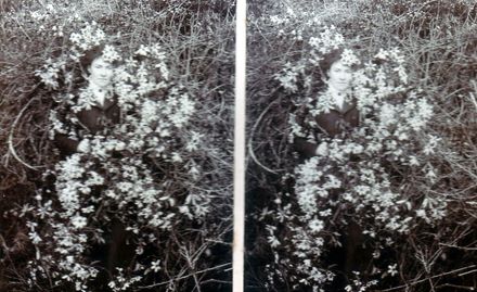 Mrs Jas. Hallam framed by New Zealand Clematis growing in bush, Shannon, 1901