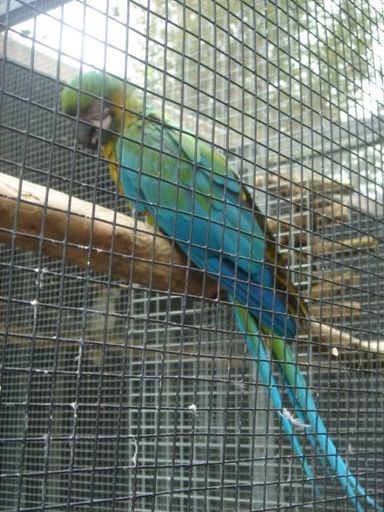 Hybrid Maccaw - Resource cover image