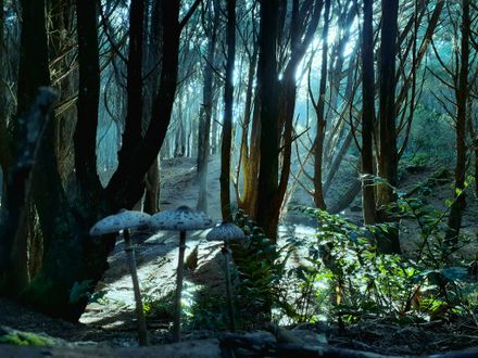 At Waitārere Forest - #CaptureYourHorowhenua - Resource cover image