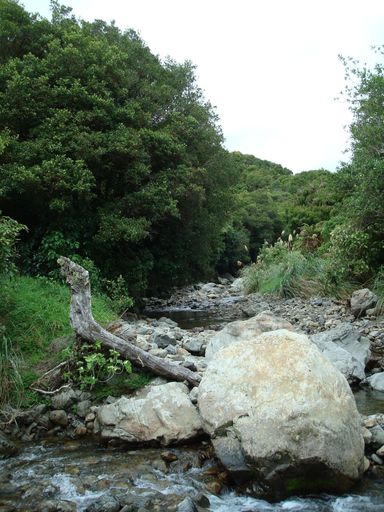Right arm tributary feeding into Waikawa River, North Manakau Road.