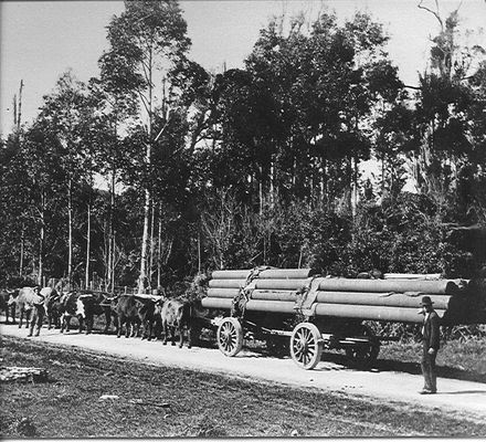 Bullock team hauling water pipes.