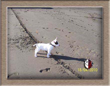 Bullies 4 Me - Resource cover image