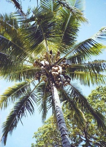 Kingsbury Collection - July 1982 - Australia - Resource cover image