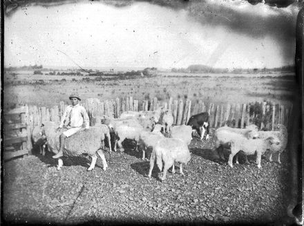 Boy with a flock of sheep