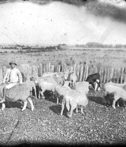 Boy with a flock of sheep