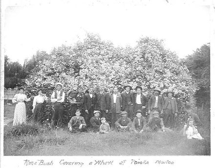 Rose Bush Covering a Whare, Paiaka