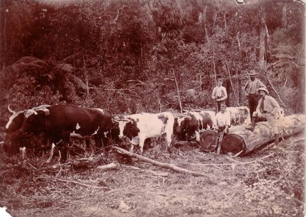 Osborne's Bullock Team, Shannon, 1902