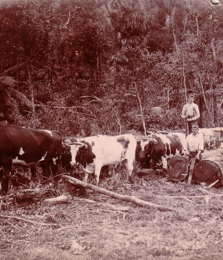Osborne's Bullock Team, Shannon, 1902