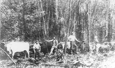 Log hauling with bullock team