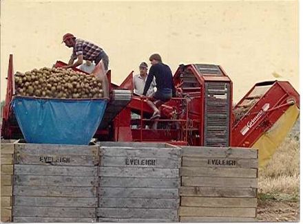 Machine harvesting of potato crop