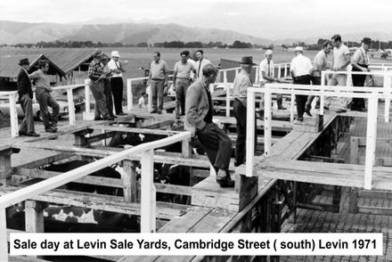 Buyers viewing stock at Levin sale yards 1971 - Resource cover image