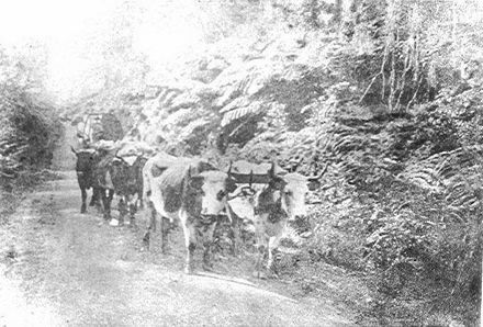 Bullock team - The Avenue