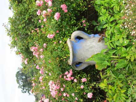 Garden 3 Urn in garden - Resource cover image