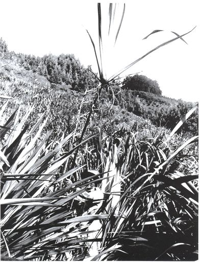 Man holding flax seed head
