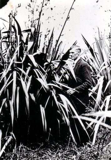 Charles Lee, flax worker, wearing his "Sunday best" standing among the flax, 1928
