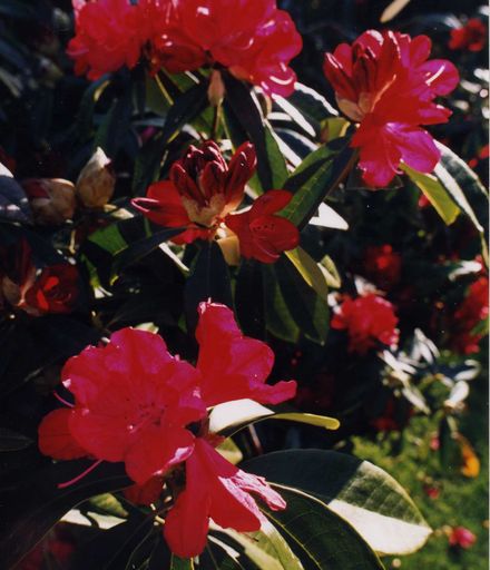 Paiaka Iris Gardens