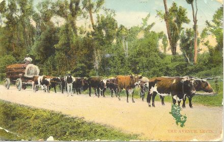 Bullock team, The Avenue, Levin