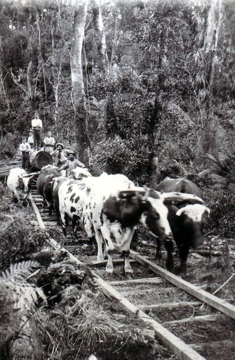 Osborne's bullock team pulling log along wooden tramway, Shannon, 1902