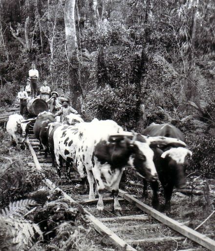 Osborne's bullock team pulling log along wooden tramway, Shannon, 1902