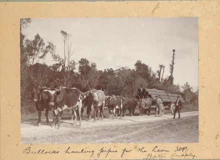 Bullocks hauling pipes for the Levin High Pressure Water Supply, 1909