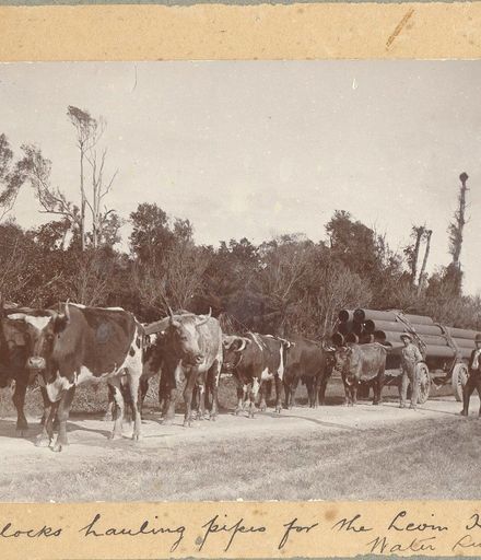 Bullocks hauling pipes for the Levin High Pressure Water Supply, 1909