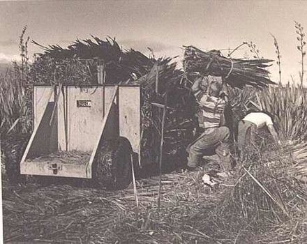 Loading bundle of flax