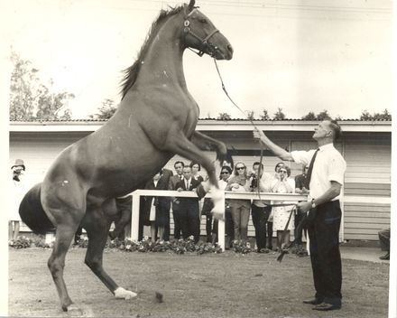 Mr Jones, trainer at West Derby Stud - Resource cover image