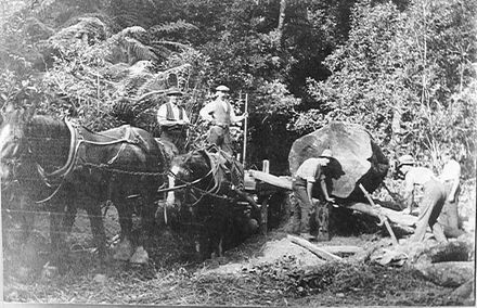 Loading log onto waggon, c.1904
