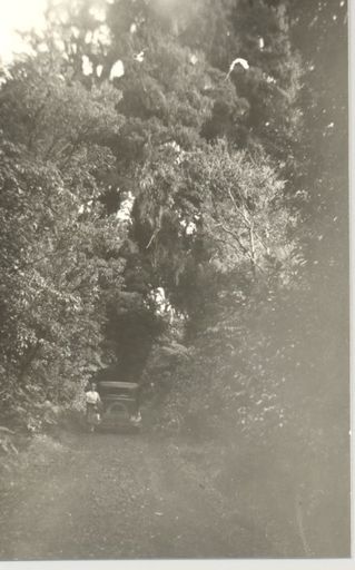 Trees growing "over" road