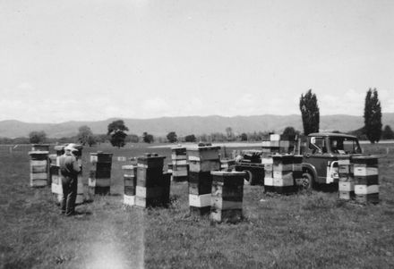 An apiary of Field's Apiaries, Foxton,1967-68 season
