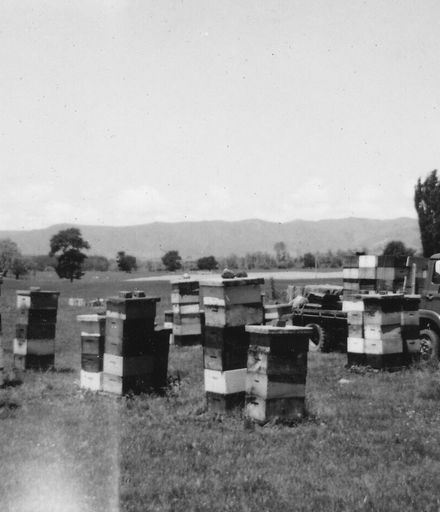 An apiary of Field's Apiaries, Foxton,1967-68 season