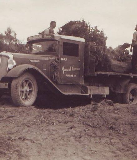 Loading dead trees with roots onto truck, 3 men (unidentified)