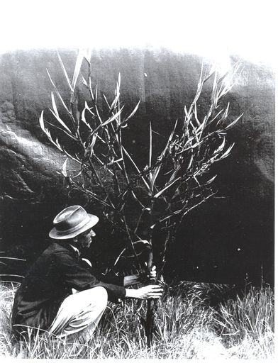 Man with mature flax seed head