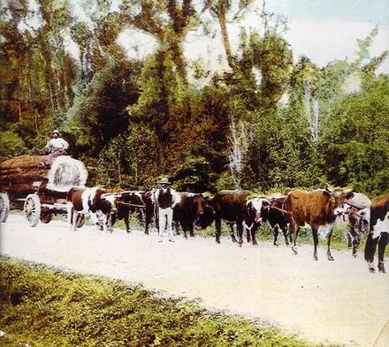 Bullock team & log, The Avenue, Levin