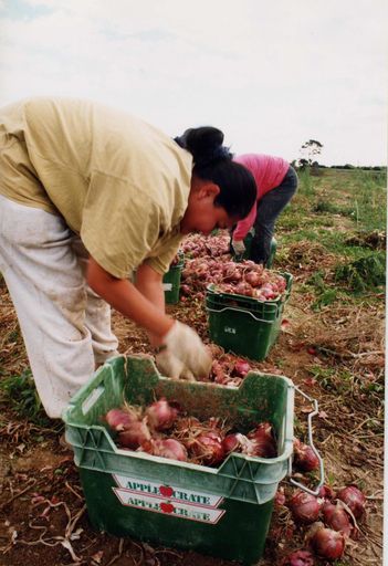 Workers at Onion Harvest Time in Larwood Road, Shannon