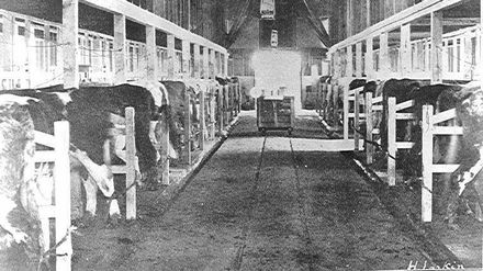 Milking-time, Weraroa Experimental Station