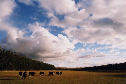 Tararua Road Landscape