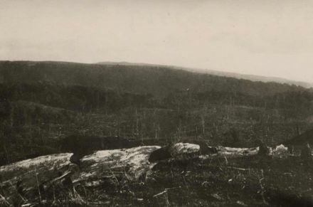 Old slash & burn area